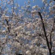 ヒメ日記 2025/06/09 07:21 投稿 桜葉 川越勃たせる妻たち