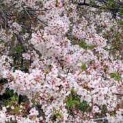 ヒメ日記 2025/07/08 07:58 投稿 桜葉 川越勃たせる妻たち