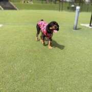 ヒメ日記 2025/09/09 07:15 投稿 桜葉 川越勃たせる妻たち