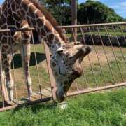 ヒメ日記 2025/10/01 07:05 投稿 桜葉 川越勃たせる妻たち