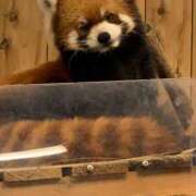 ヒメ日記 2025/10/24 07:19 投稿 桜葉 川越勃たせる妻たち