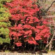 ヒメ日記 2025/12/06 07:58 投稿 桜葉 川越勃たせる妻たち