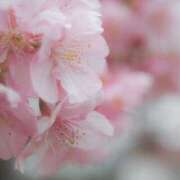 ヒメ日記 2025/04/09 20:03 投稿 さな ピュアコス学園