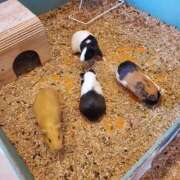 ヒメ日記 2026/10/06 18:58 投稿 じゅんこ 熟女の風俗最終章 高崎店