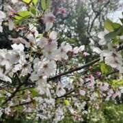 なお 最後のお花見 もしも素敵な妻が指輪をはずしたら・・・