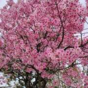 ヒメ日記 2025/04/04 10:19 投稿 あおば 熟女家 堺東店