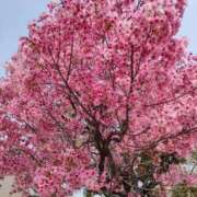 ヒメ日記 2026/04/02 10:18 投稿 あおば 熟女家 堺東店