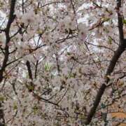 ヒメ日記 2026/04/09 10:07 投稿 あおば 熟女家 堺東店