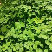 あおば 🌿 熟女家 堺東店