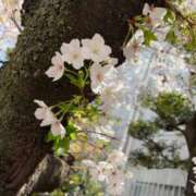 ヒメ日記 2025/04/11 12:05 投稿 みずき えちちSPA-えっちな回春性感マッサージ-五反田店