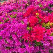 ヒメ日記 2025/04/16 22:03 投稿 みずき えちちSPA-えっちな回春性感マッサージ-五反田店