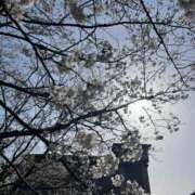 ヒメ日記 2025/04/11 08:37 投稿 みおな 京都祇園・南インターちゃんこ