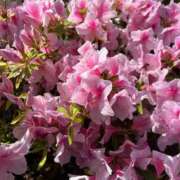 ヒメ日記 2025/05/07 22:19 投稿 みおな 京都祇園・南インターちゃんこ