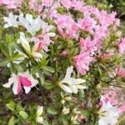 ヒメ日記 2026/04/05 18:17 投稿 ほの RED BERYL～レッドベリル～