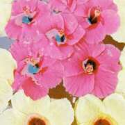 ヒメ日記 2026/02/16 17:26 投稿 あんじゅ 京都の痴女鉄道