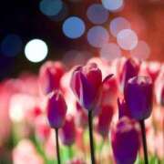 ヒメ日記 2026/01/29 16:05 投稿 みいな 秘密倶楽部 凛 船橋本店