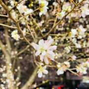 みいな 🌈お礼日記と週末の出勤予定😘❤️ 秘密倶楽部 凛 船橋本店