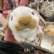 みいな シフト上げっ🐳✨✨✨ 秘密倶楽部 凛 船橋本店