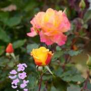 ヒメ日記 2025/05/03 08:53 投稿 みき 男爵