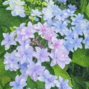 ヒメ日記 2025/06/27 17:02 投稿 みき 男爵