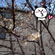 ヒメ日記 2026/03/25 08:55 投稿 みき 男爵