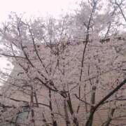 ヒメ日記 2026/03/25 15:04 投稿 みき 男爵