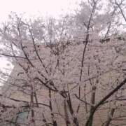 みき 男爵満開🌸🌸 男爵