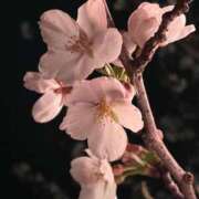 ヒメ日記 2025/04/03 20:37 投稿 あん☆エロすぎる美尻に釘付け ジャックと豆の木