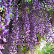 ヒメ日記 2025/05/05 02:02 投稿 あん☆エロすぎる美尻に釘付け ジャックと豆の木