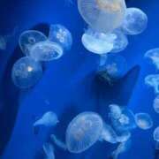 ヒメ日記 2025/05/09 12:08 投稿 しほの 京都BOOK MARK（ブックマーク）