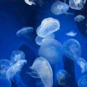 ヒメ日記 2025/07/07 22:08 投稿 しほの 京都BOOK MARK（ブックマーク）