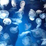 ヒメ日記 2025/04/04 11:00 投稿 ねね☆JACK CAST Ace(エース)