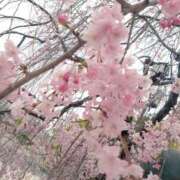 ヒメ日記 2025/04/11 11:04 投稿 ねね☆JACK CAST Ace(エース)