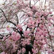 ヒメ日記 2025/04/16 10:00 投稿 ねね☆JACK CAST Ace(エース)