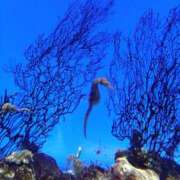 ヒメ日記 2025/05/26 11:01 投稿 ねね☆JACK CAST Ace(エース)