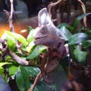 ヒメ日記 2025/06/11 11:03 投稿 ねね☆JACK CAST Ace(エース)