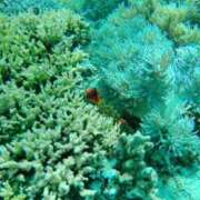 ヒメ日記 2025/09/09 10:49 投稿 ねね☆JACK CAST Ace(エース)