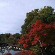 ヒメ日記 2025/11/13 11:55 投稿 ねね☆JACK CAST Ace(エース)