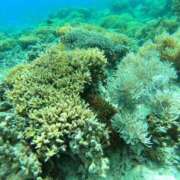 ヒメ日記 2026/02/05 10:58 投稿 ねね☆JACK CAST Ace(エース)