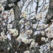 ヒメ日記 2026/02/27 10:57 投稿 ねね☆JACK CAST Ace(エース)