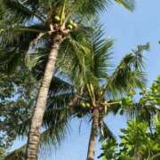 ねね☆JACK CAST おはよう☆ Ace(エース)