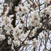 ヒメ日記 2026/03/07 10:58 投稿 ねね☆JACK CAST Ace(エース)