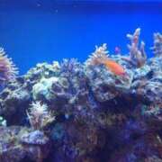 ヒメ日記 2026/03/27 11:02 投稿 ねね☆JACK CAST Ace(エース)