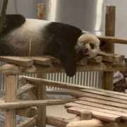 ヒメ日記 2025/04/26 12:07 投稿 ひなた先生 Ace(エース)