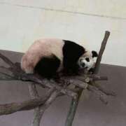 ヒメ日記 2025/11/23 12:20 投稿 ひなた先生 Ace(エース)