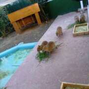 ヒメ日記 2025/12/18 15:09 投稿 ひなた先生 Ace(エース)