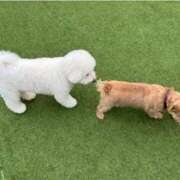 ヒメ日記 2025/12/05 15:18 投稿 広末えれな 月の真珠-新宿-