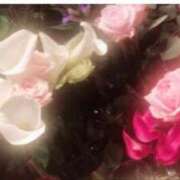 ヒメ日記 2026/02/11 18:45 投稿 広末えれな 月の真珠-新宿-