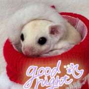 ヒメ日記 2024/12/14 01:25 投稿 有花(ゆか) ロケットワイフ