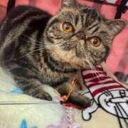 ヒメ日記 2024/12/14 13:32 投稿 有花(ゆか) ロケットワイフ